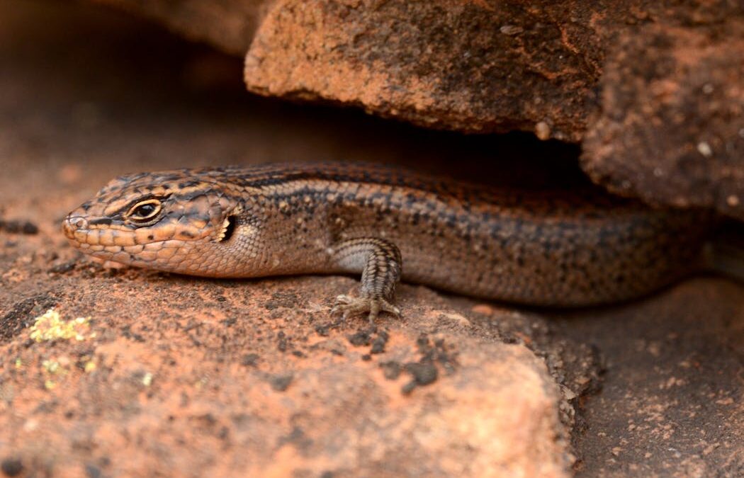 Meet kungaka – ‘the hidden one’. This ancient lizard could be the rarest reptile in Australia