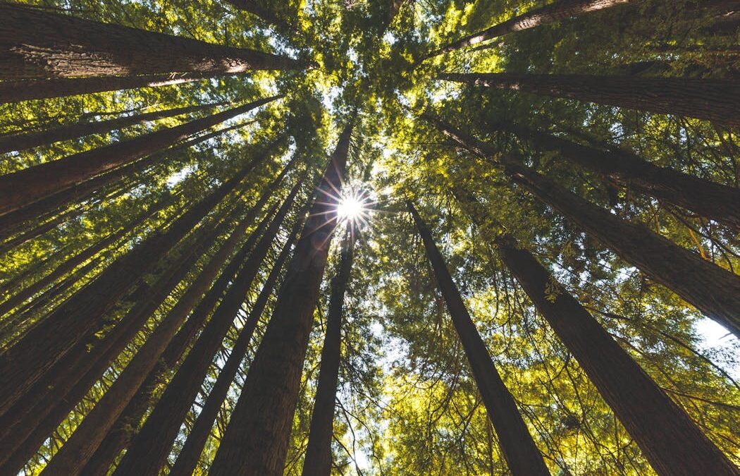 The secret sensory life of plants: researchers are discovering how they see, hear, feel – and even remember