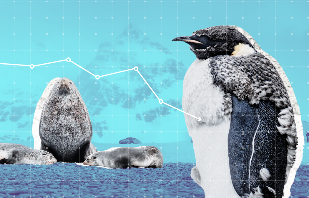 The beloved emperor penguin and Antarctic fur seal are now officially endangered. Here’s what can be done