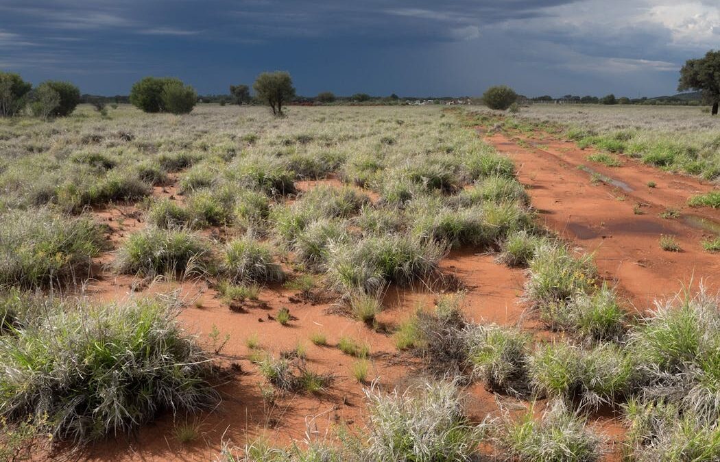 Should this plant be declared one of the worst weeds in Australia?