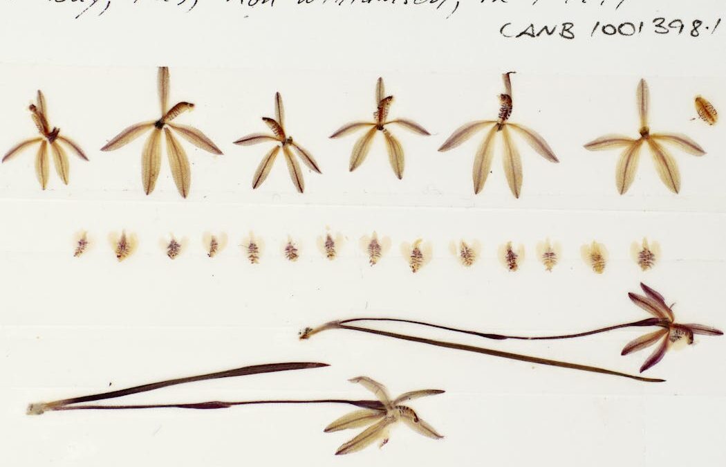 Preserved orchids show pollination has fallen 60% since the 1970s