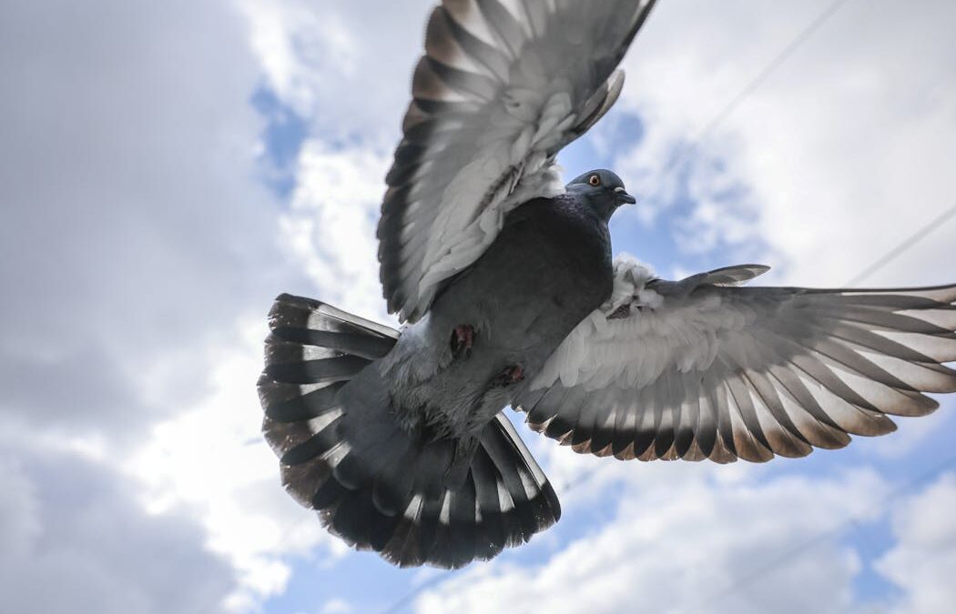 Despots, brutality and the quest for a home: The Hair of the Pigeon explores suffering and love