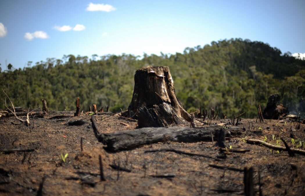 Our efforts to halt global forest loss aren’t working: new research