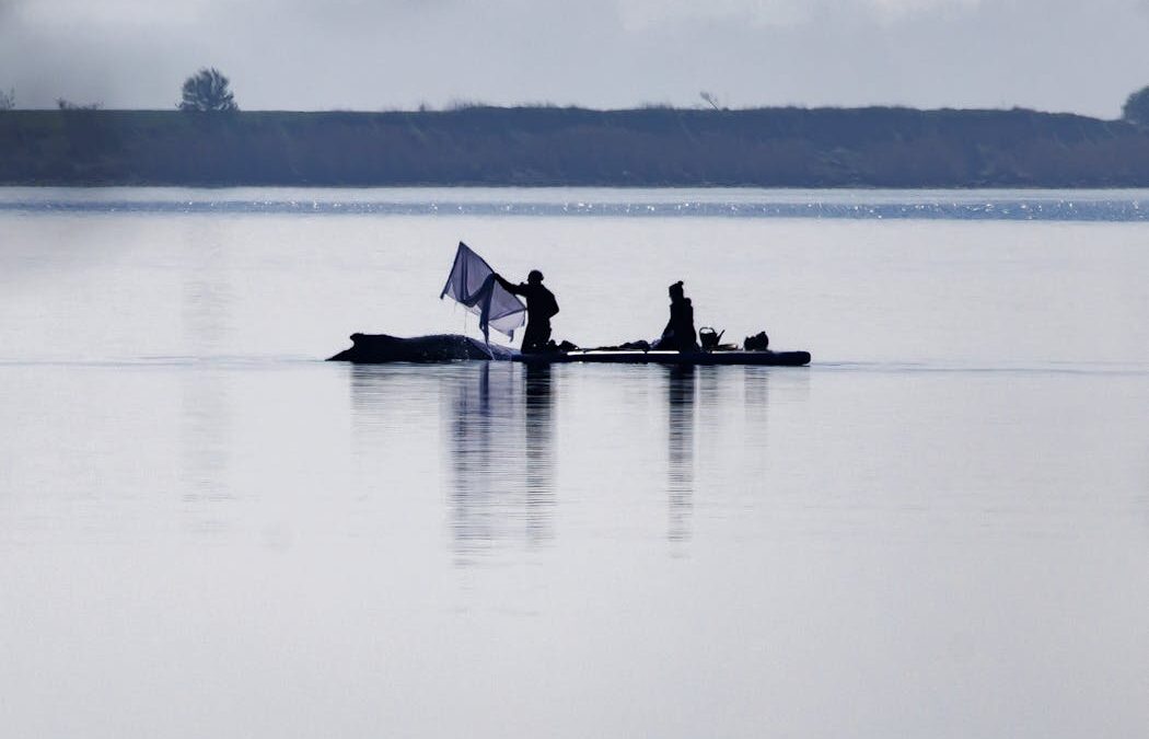 Whale strandings draw emotional responses. But repeated rescues can cause more harm