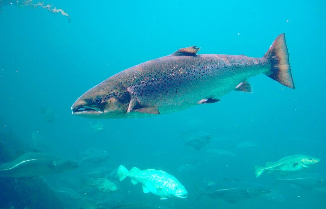 Coked to the gills? Cocaine-laced wastewater can make salmon roam twice as far