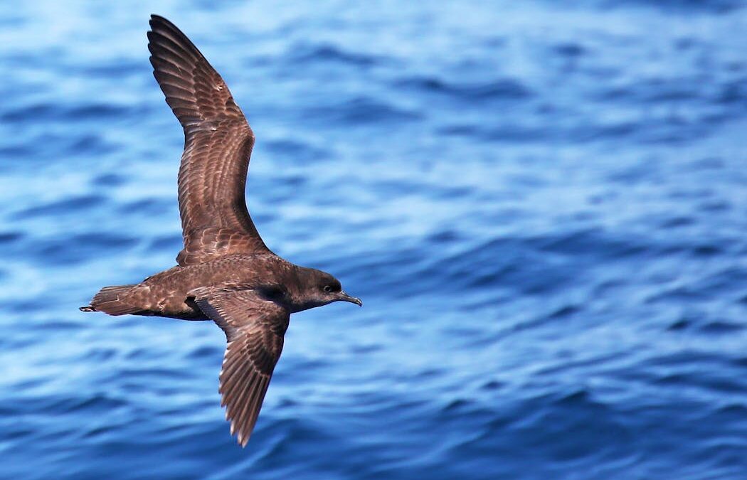 More shearwaters are washing up dead on Australian beaches. It’s not due to ‘natural’ causes