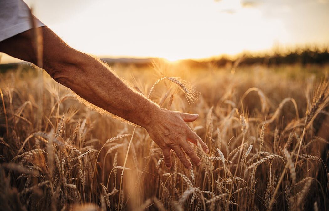We eat a lot of wheat. So how can we grow more in a changing climate?