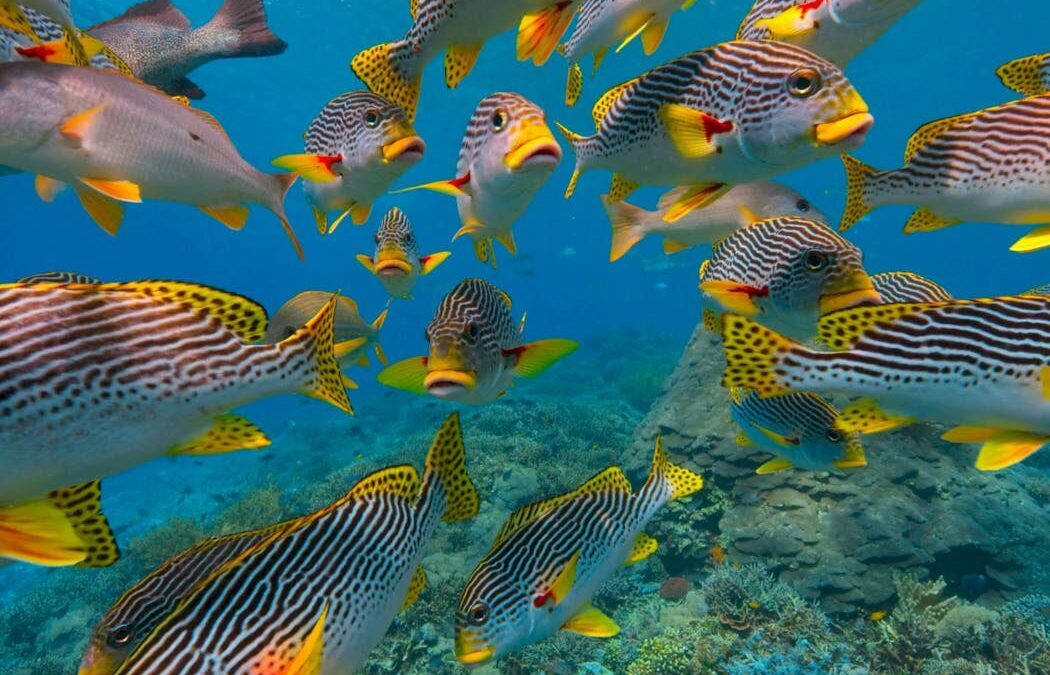 The cradle of Earth’s rich ocean life was a massive coral reef system 20 million years ago