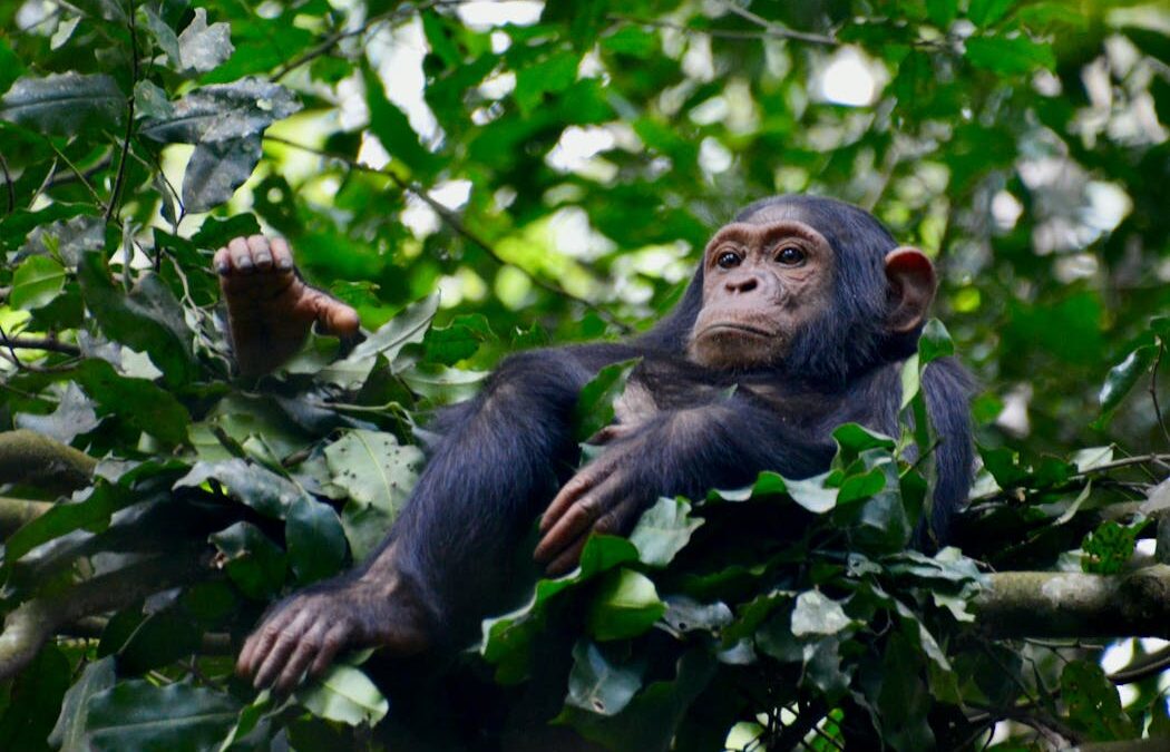 Nest-building chimpanzees seem to anticipate future weather
