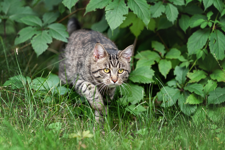 What David Attenborough gets wrong about cats