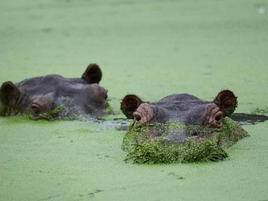 Colombians are divided over the fate of hippos linked to Pablo Escobar