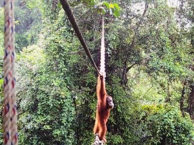 Camera shows Sumatra orangutan using a canopy bridge to cross a road in Indonesia