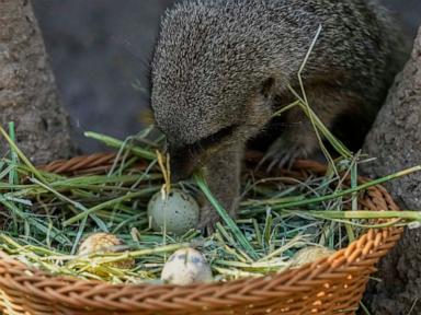 Chilean zoo stages an Easter egg hunt with treats for the animals