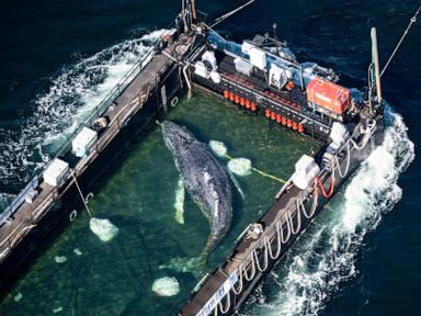 A barge carrying Timmy the humpback whale begins journey to the North Sea