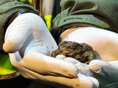 Citizen ‘Frog Patrol’ helps amphibians survive a dangerous road journey in Poland
