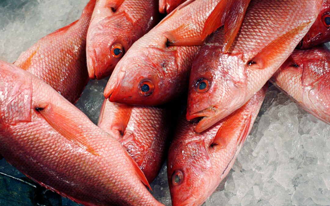Trump expands red snapper fishing as critics warn of overfishing