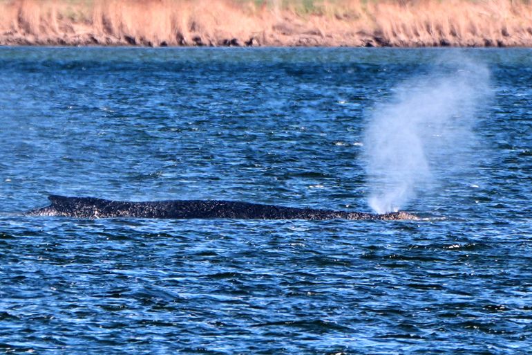 Timmy the humpback whale escapes to the North Sea