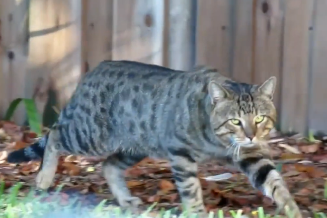 How we treat cats shows the health of a nation