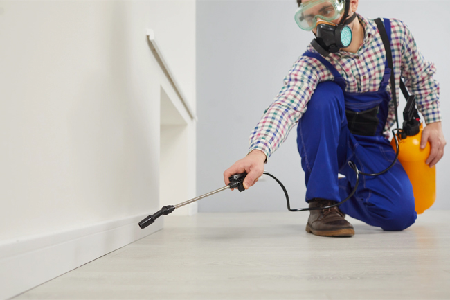 How property managers can prevent pest problems in short stay rentals