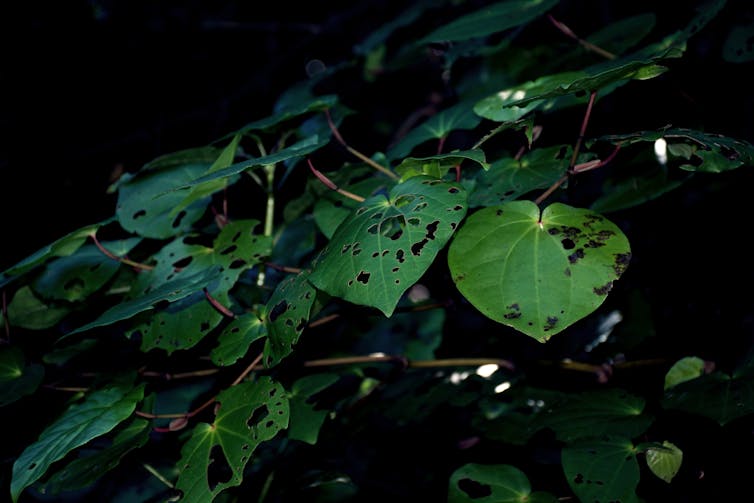 The secret sensory life of plants