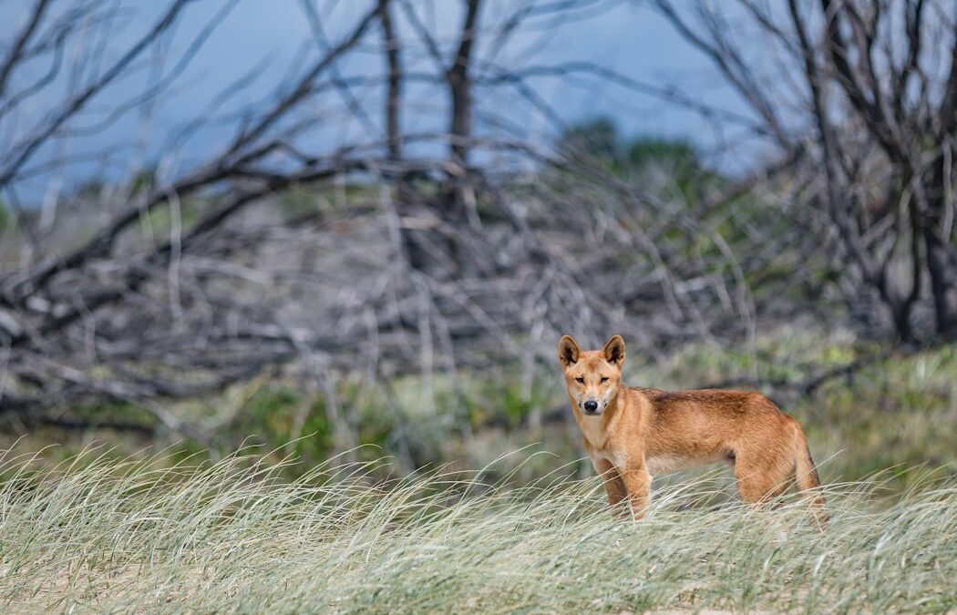 New DNA evidence shows dingoes are almost 90% pure – and fall into eight distinct groups