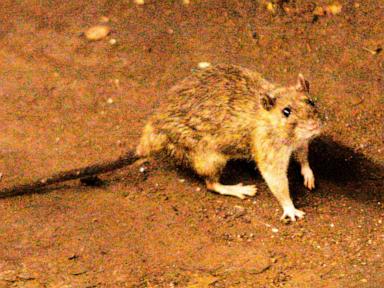 A suspected hantavirus outbreak on a cruise ship in the Atlantic Ocean kills 3 people, WHO says