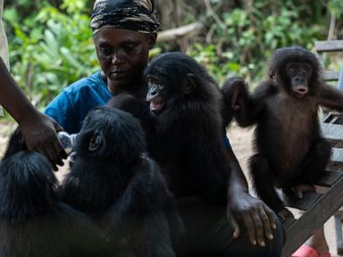 A rare sanctuary in Congo looks after baby bonobos away from poaching threat