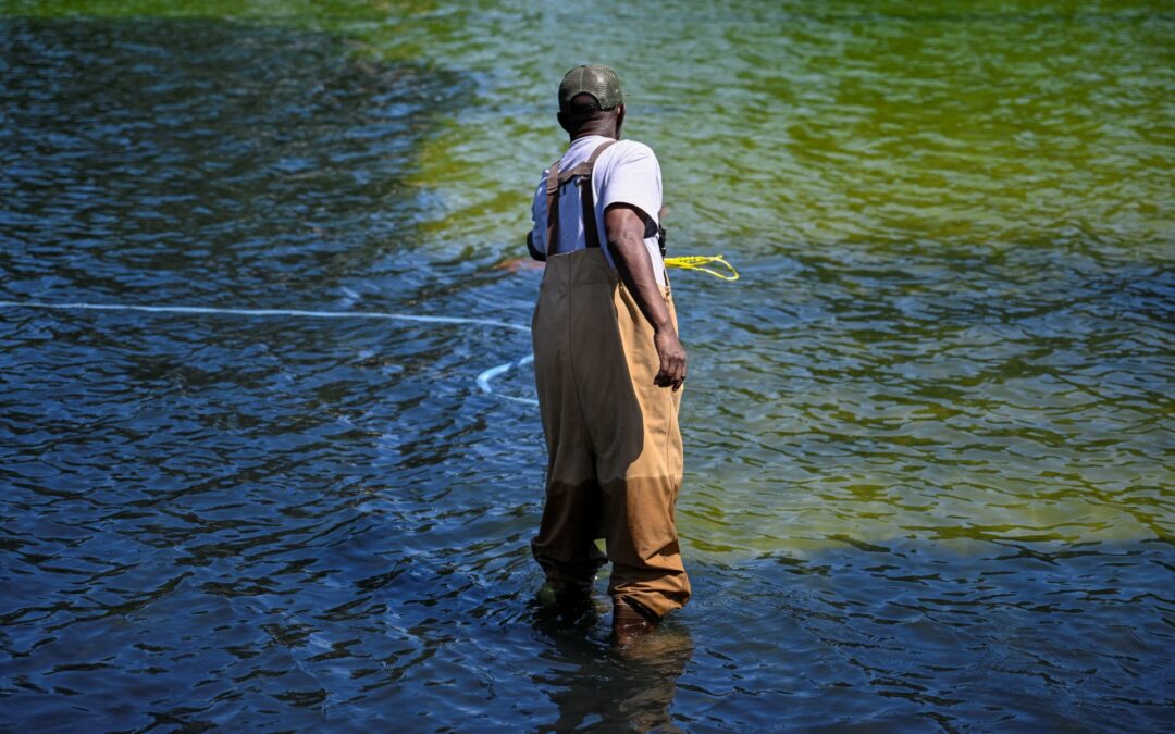 Why Washington’s reflecting pool has gone from ‘US blue’ to algae green