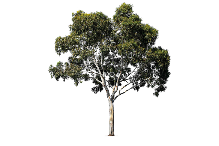 The tree that nearly sent me over the edge