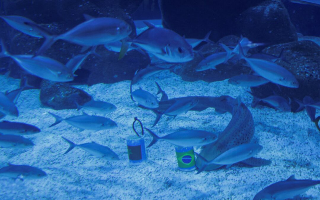 Shark predicts winning start for Brazil at FIFA World Cup