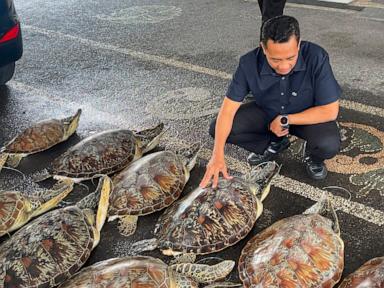 Police in Bali foil an attempt to trade protected 21 live green sea turtles