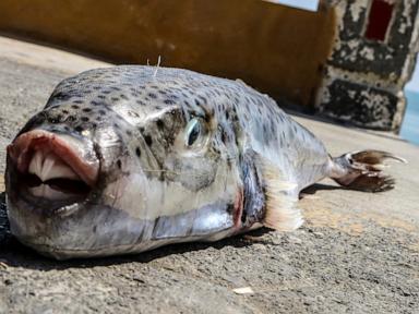 Greece is paying fishermen to catch toxic toadfish invading the warming Mediterranean