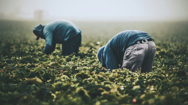 Australian companies to face fines and criminal action if they fail to prevent modern slavery