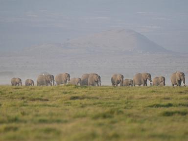 The deaths of 15 elephants in Kenya’s Amboseli National Park spark investigation