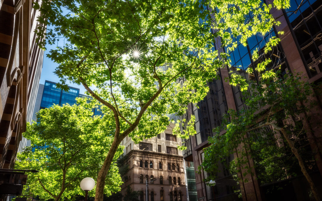 Here’s the real story on Sydney’s tree canopy