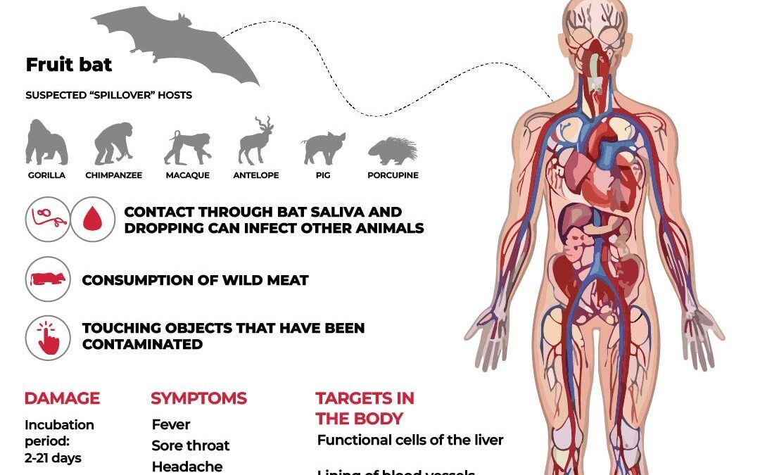 Ebola outbreak caused by new ‘animal transmission’: What that means