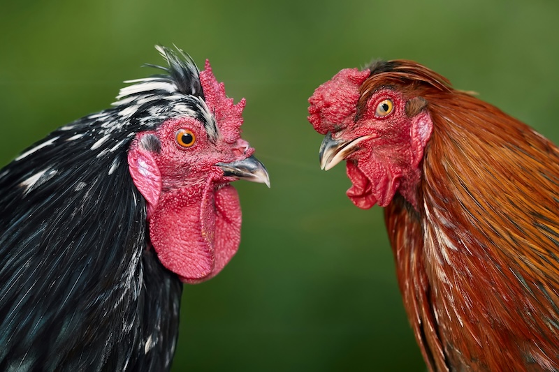Happy as Larry. Either way, AI will feed the chooks