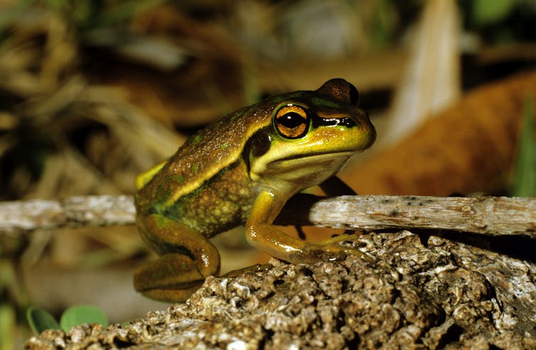 Safe havens protect Australian mammals from invasive predators. Why aren’t they working for other animal groups?