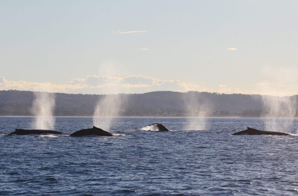 Australia’s Labor Government to Destroy One of the World’s Greatest Whale Migration Routes