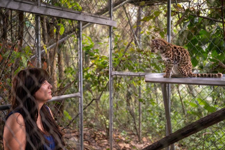 New tiger cat species identified in Bolivia, first in over a century