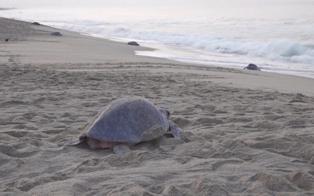 Spectacular turtle nesting event in southern Mexico