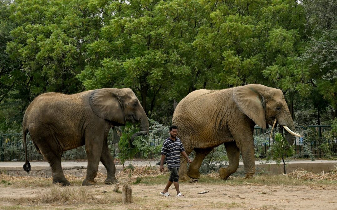 Keeping Madhubala alive: The fight for Karachi’s captive elephants