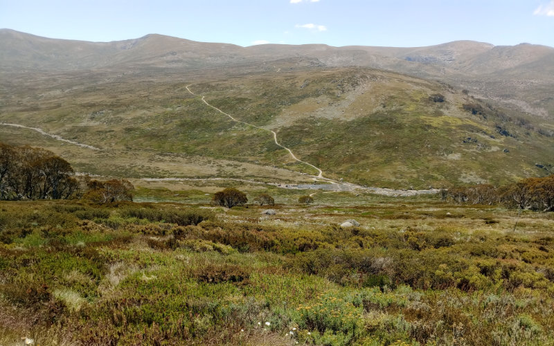 The plight of the Brumbies. Kosciuszko’s heritage deserves a voice, too