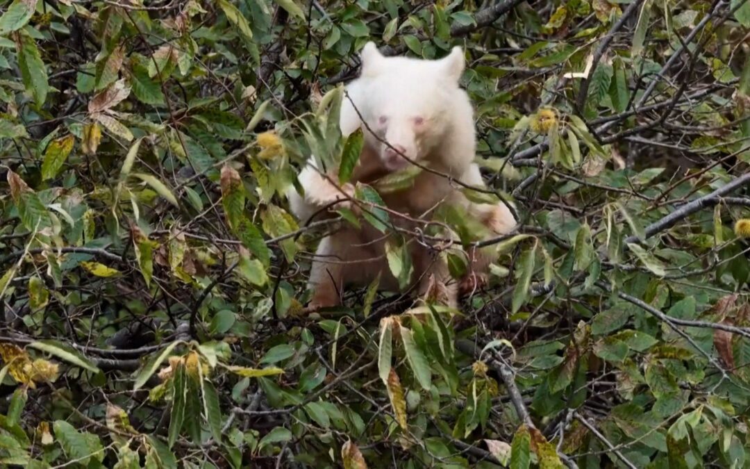 Video shows rare albino Asian black bear