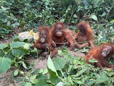 Baby orangutans in India expose illegal wildlife trade