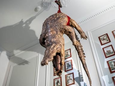 At a new Amsterdam museum, humans are caged as dead animals hang and roam around them