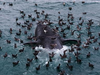 Scientists search for answers as baby whales wash up dead in Argentina
